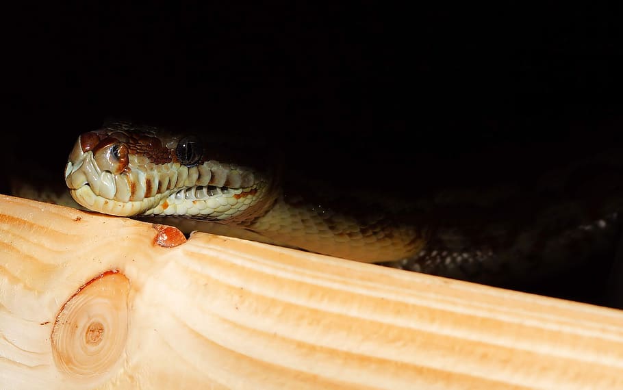 Snake, Carpet Python, constrictor, reptile, animal, close, scale HD wallpaper