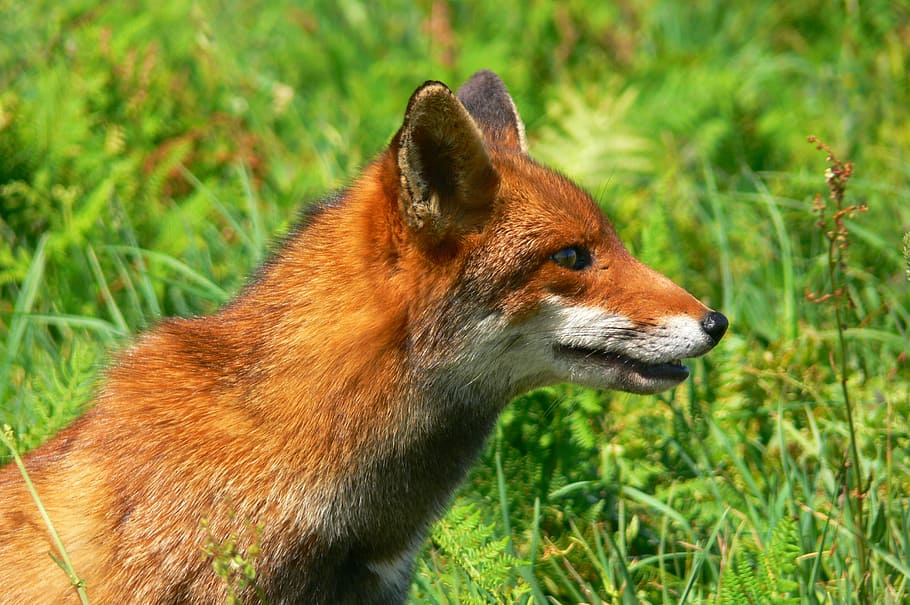 fox, roux, fauna, one animal, animal themes, animals in the wild HD wallpaper