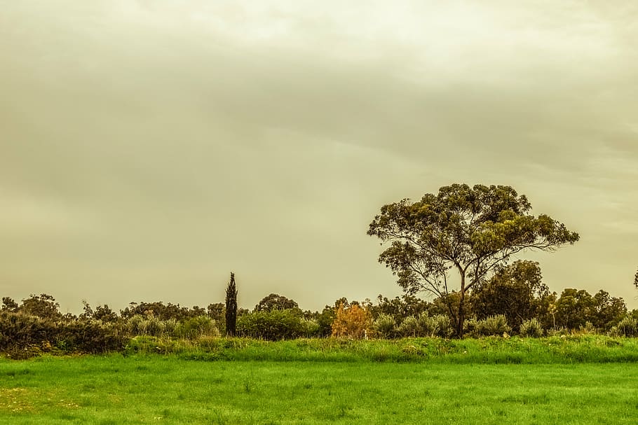 tree, meadow, landscape, scenery, nature, field, countryside HD wallpaper