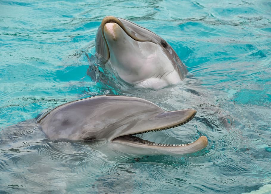 two gray bottlenose dolphins, happy, water, marine mammal, cetacean HD wallpaper