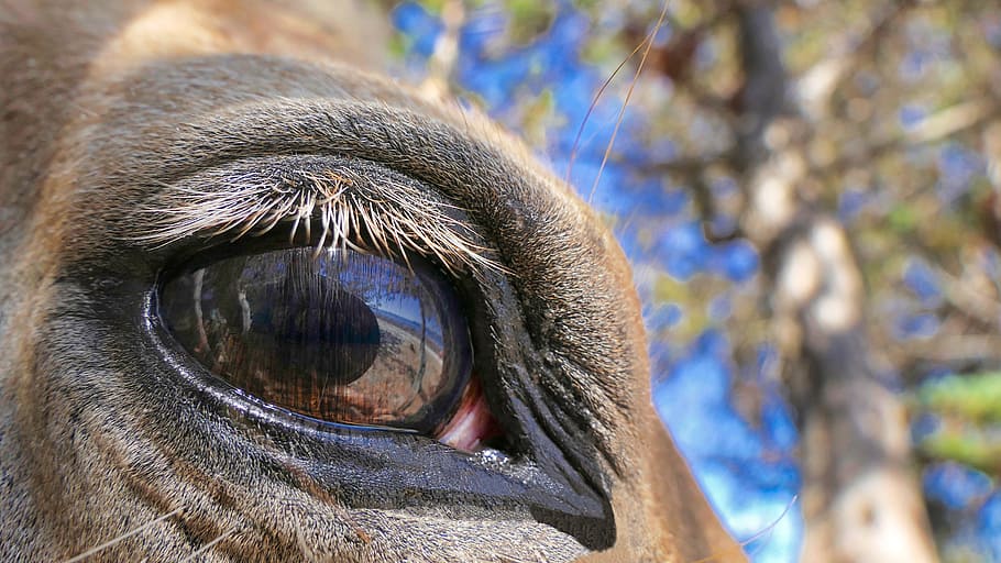 close-up photography of brown animal's eye during daytime, horse HD wallpaper