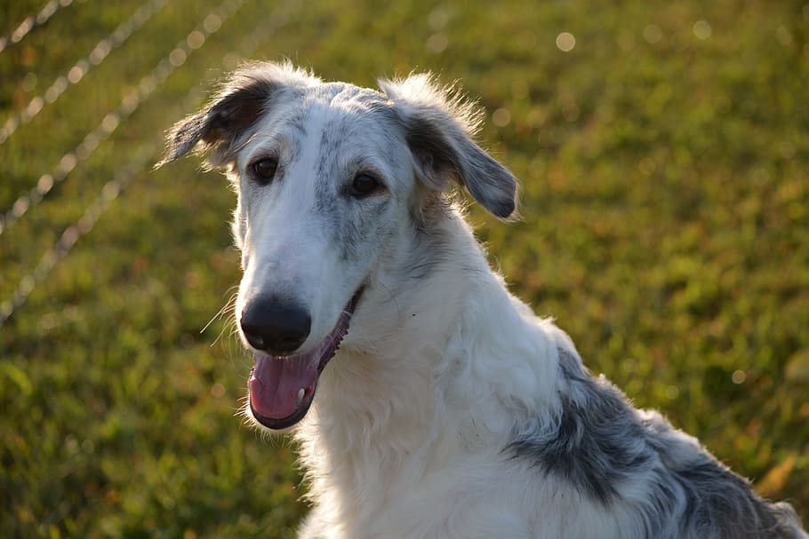 dog, pup, puppy, pet, animal, young, doggy, borzoi, russian wolfhound