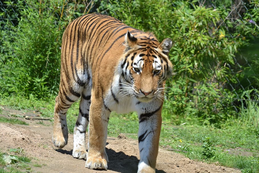HD wallpaper: tiger, zoo, cat, dangerous, big cat, predator, animal ...