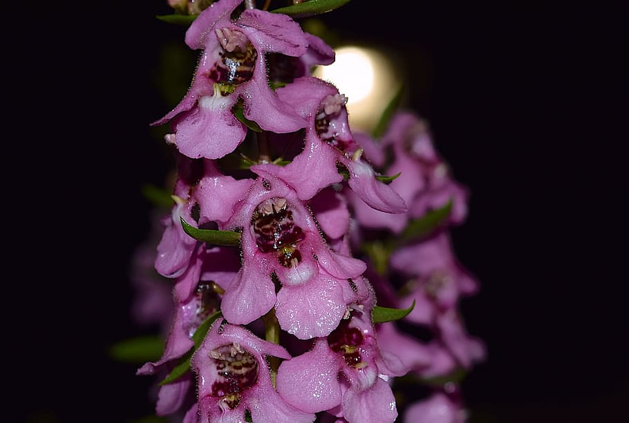 flower, night, rain, dew, nature, garden, plant, green, summer HD wallpaper