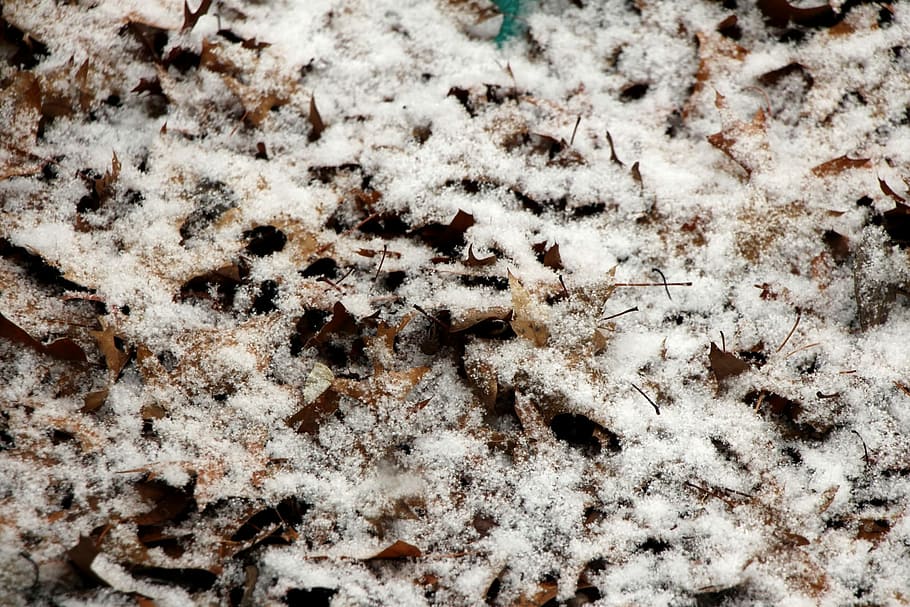 Snow, Ice, Background, Abstract, Leaves, cold, season, winter HD wallpaper