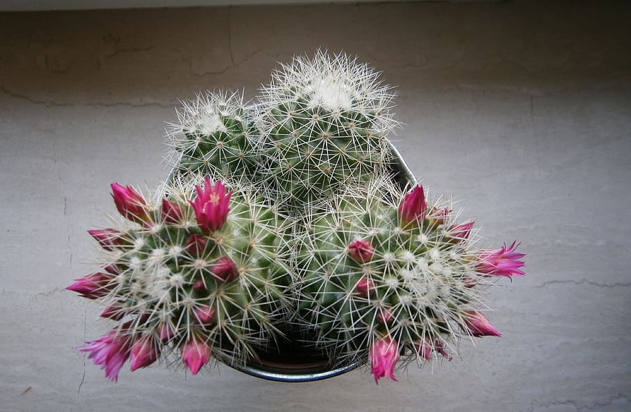 Cactus, Bloom, Sting, Thorns, Blossom, plant, nature, growth HD wallpaper