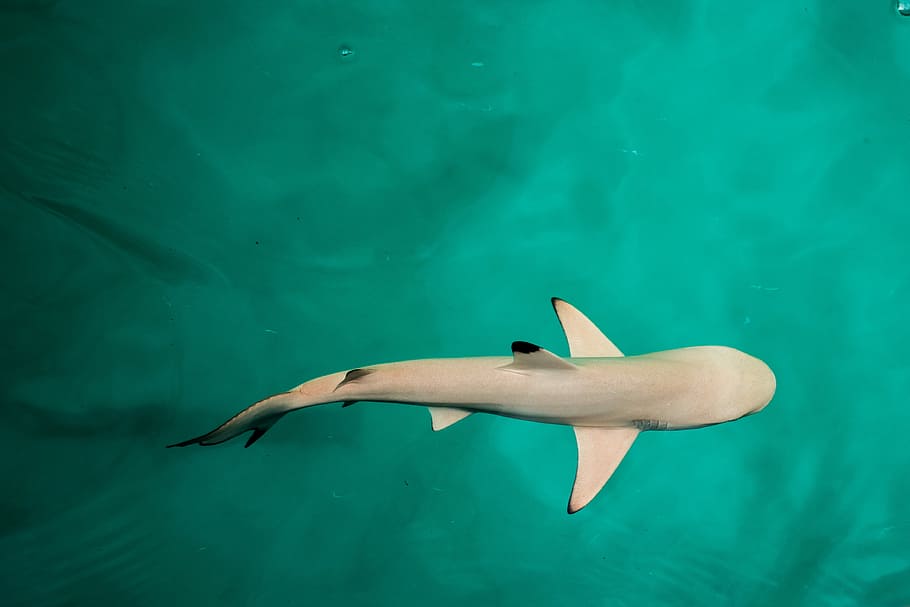 Baby sharks 1080P, 2K, 4K, 5K HD wallpapers free download | Wallpaper Flare