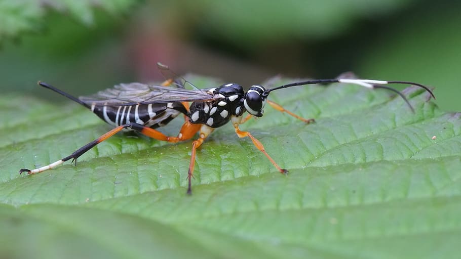 borer, insect, bug, lemon tree, leaf, macro, close, pest, agriculture HD wallpaper