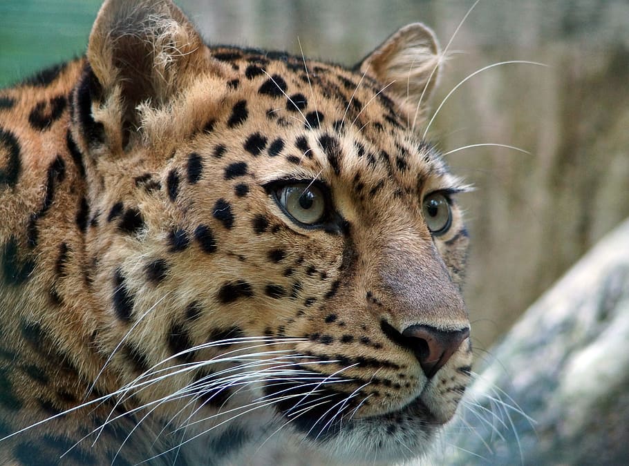 close up photography of leopards digital wallpaper, amur, cat HD wallpaper
