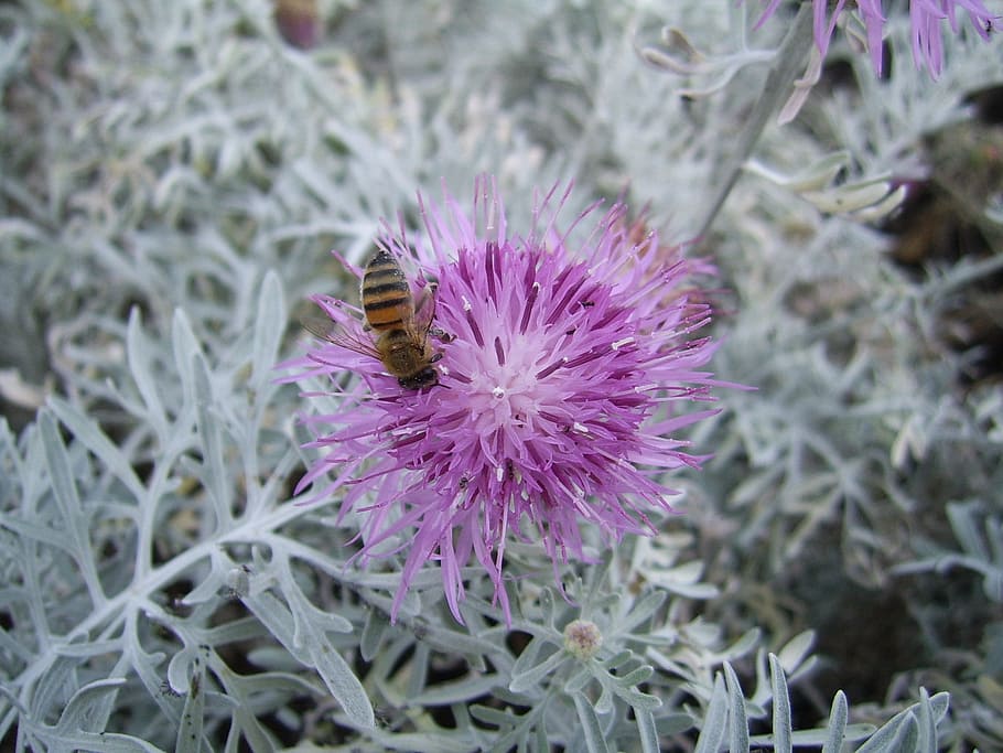 bee, flower, pink, insect, honey, floral, pollen, blossom, pollinate HD wallpaper