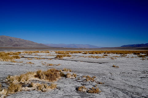 photography of dessert with dried plants, photo of plain field under clear blue sky HD wallpaper