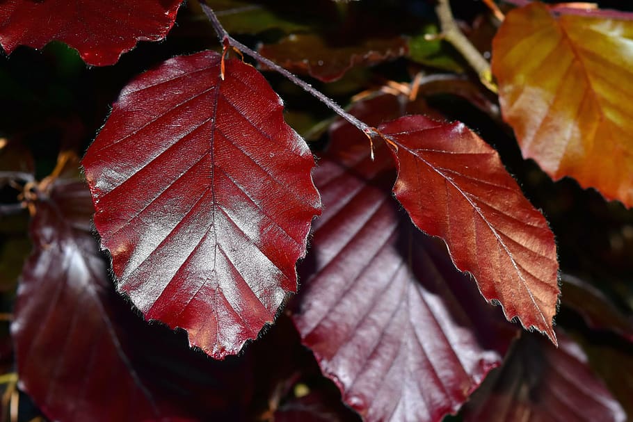 beech leaves, tree, branch, intensive, growth, bright, color HD wallpaper