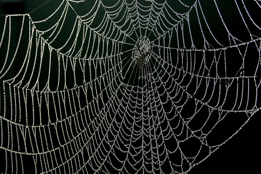 black spider on web illustration, spider web, dew, drops, nature HD wallpaper