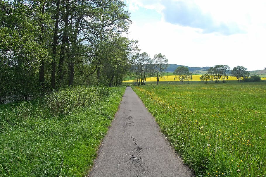 away, nature, meadow, grass, rural Scene, tree, outdoors, road HD wallpaper