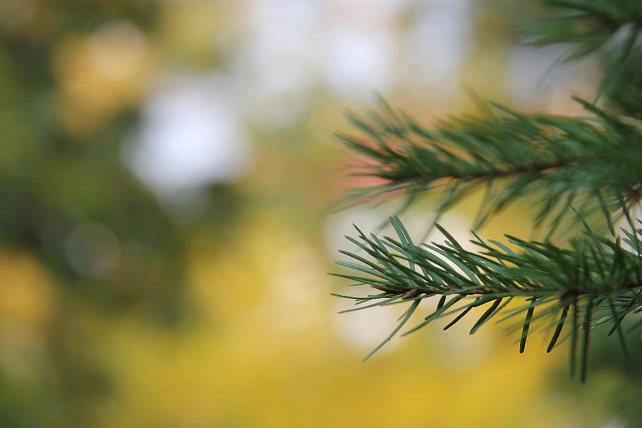 nature, no one, tree, leaf, plant, growth, close-up, focus on foreground HD wallpaper