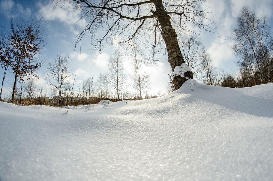 winter, snow, tree, nature, birch, cold temperature, plant HD wallpaper