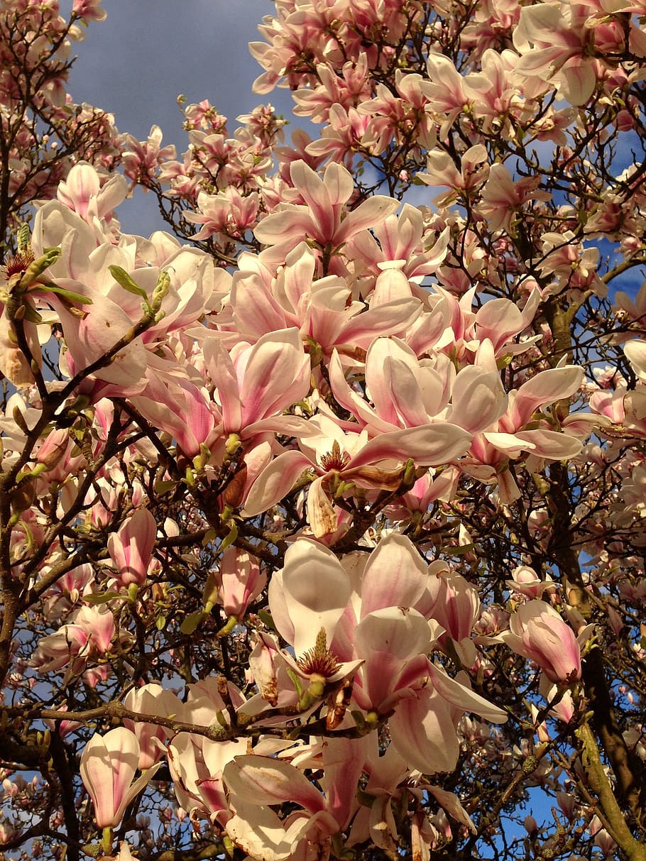 Magnolia, Tree, Tree, Spring, Springtime, flowers, floral, blossom HD wallpaper