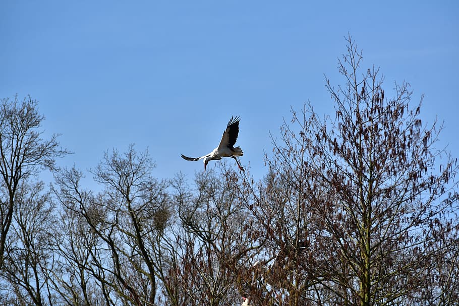 Stork, Fly, Black White, sky, bill, rattle stork, white stork HD wallpaper