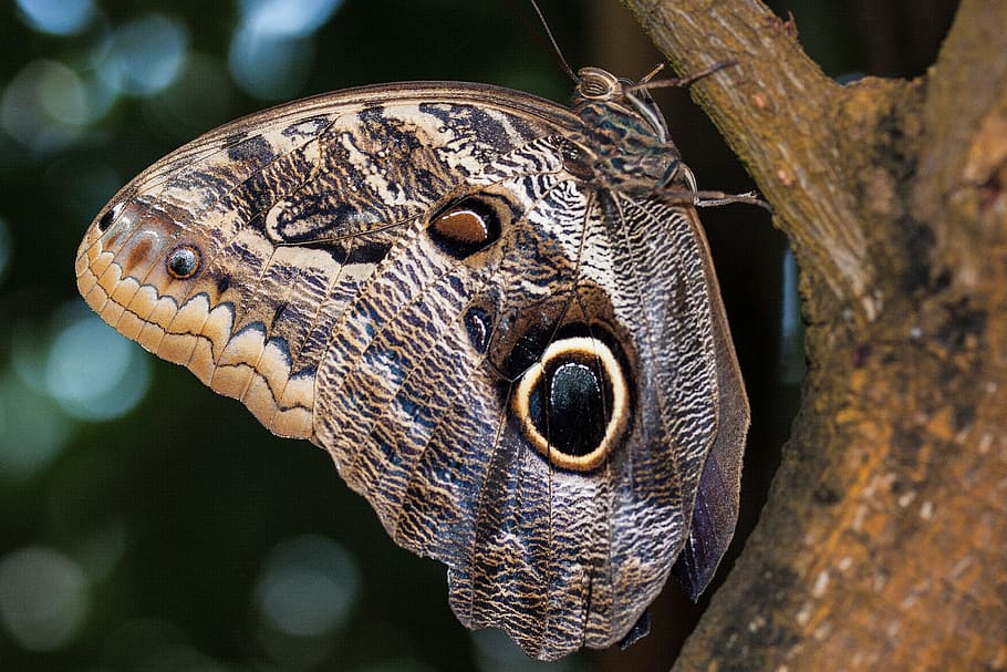 close-up photo of owl butterfly perched on tree branch, caligo eurilochus, HD wallpaper