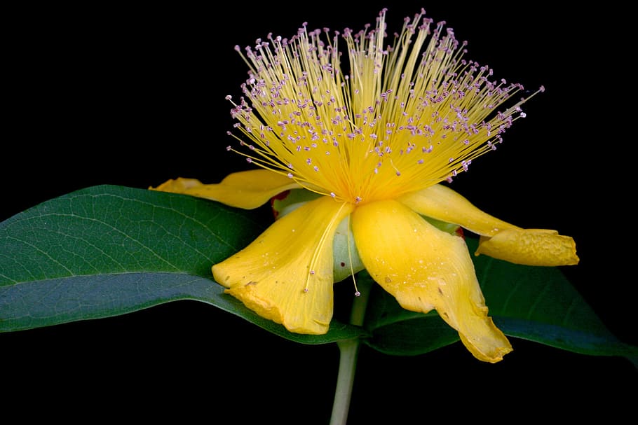flowers, yellow, spring, close, freshness, fragility, vulnerability HD wallpaper