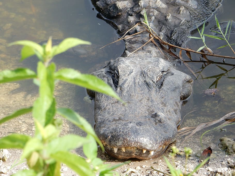 crocodile, summer, nature, animal themes, one animal, animal wildlife HD wallpaper