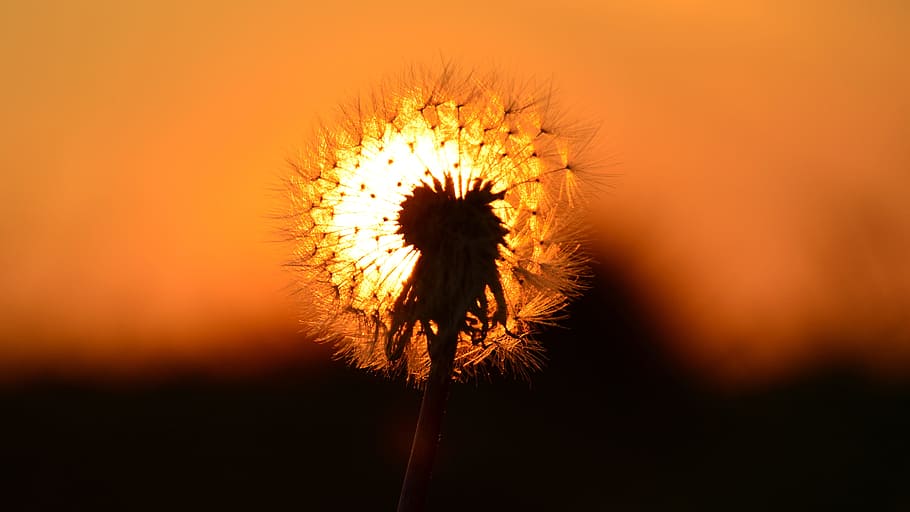 east, sun, dandelion, flowering plant, freshness, fragility HD wallpaper