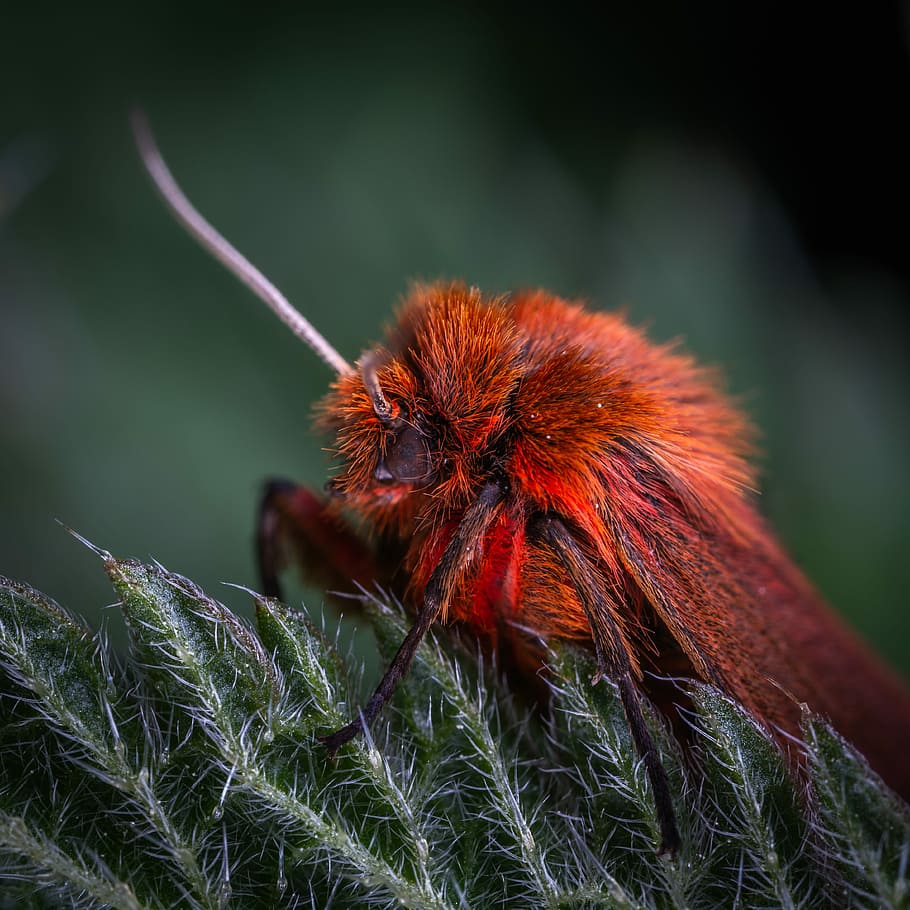 macro, insect, moth, nettle, animal themes, one animal, animals in the wild HD wallpaper