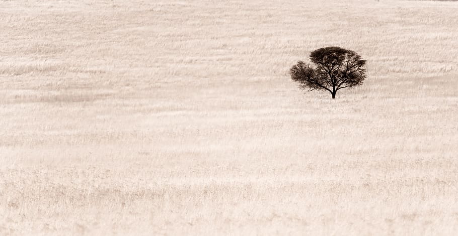 photo of black tree in the desert, abstract, desolate, alone HD wallpaper