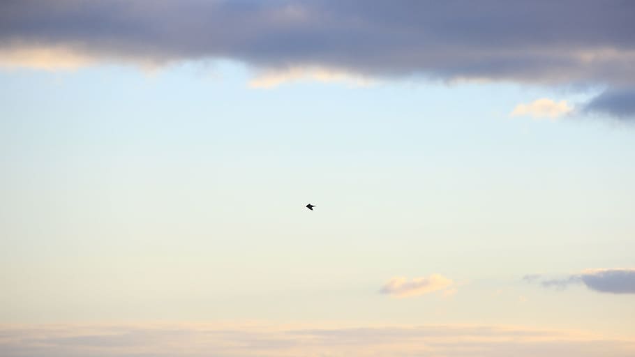 clear blue sky, white, clouds, bird, flying, animals, nature HD wallpaper