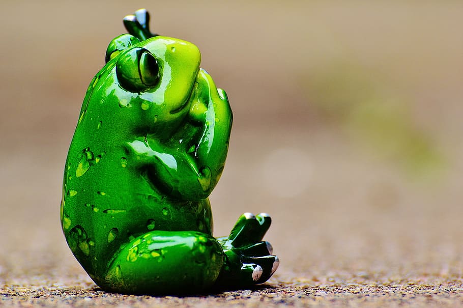 frog, funny, cute, figure, sweet, green color, animal themes HD wallpaper