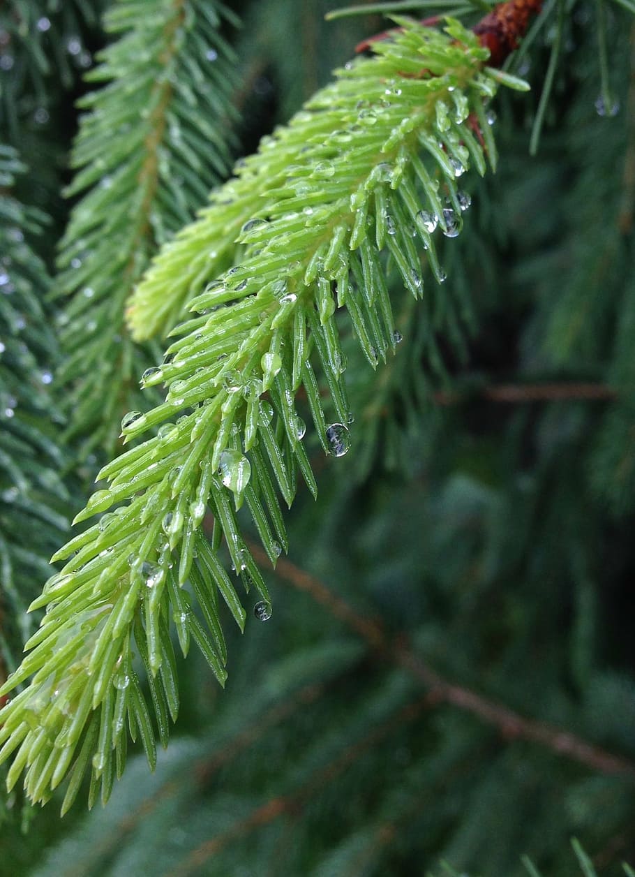 pine, fir, evergreen, conifer, rain, dew, water, close, season HD wallpaper