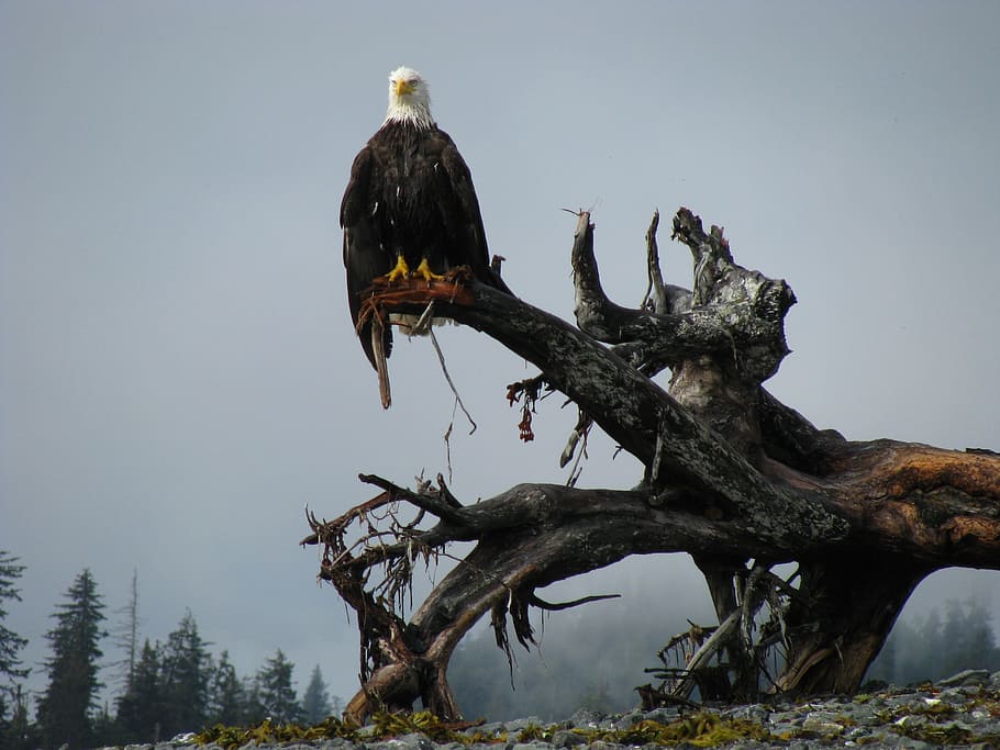 Bald Eagle, Eagle, Alaska, Bird, Nature, animal wildlife, animals in the wild HD wallpaper