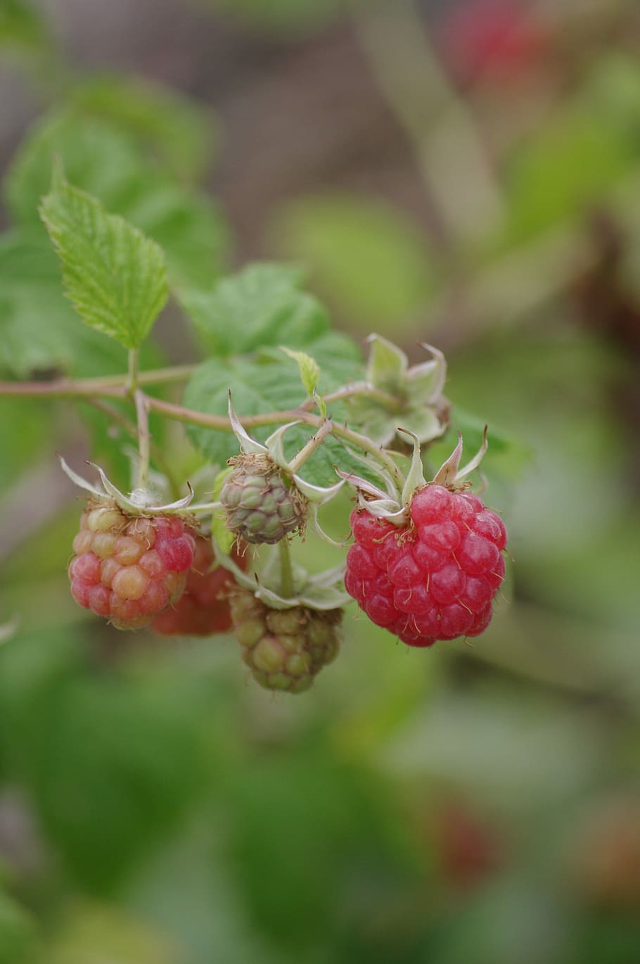 Raspberries, Red Fruit, Summer, food and drink, growth, healthy eating HD wallpaper