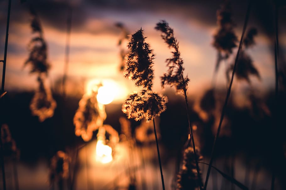 selective focus photography of plant, selective photo of grass during golden hour HD wallpaper