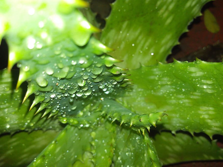 spray, aloe, thorns, drop, water, green color, wet, leaf, plant part HD wallpaper