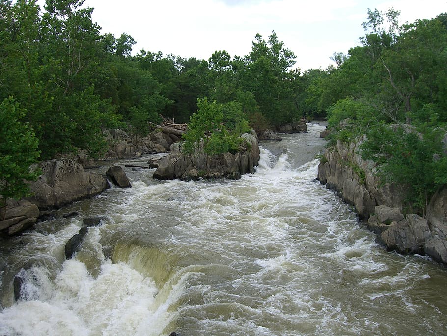 rocks, river, rapids, water, tree, plant, beauty in nature HD wallpaper