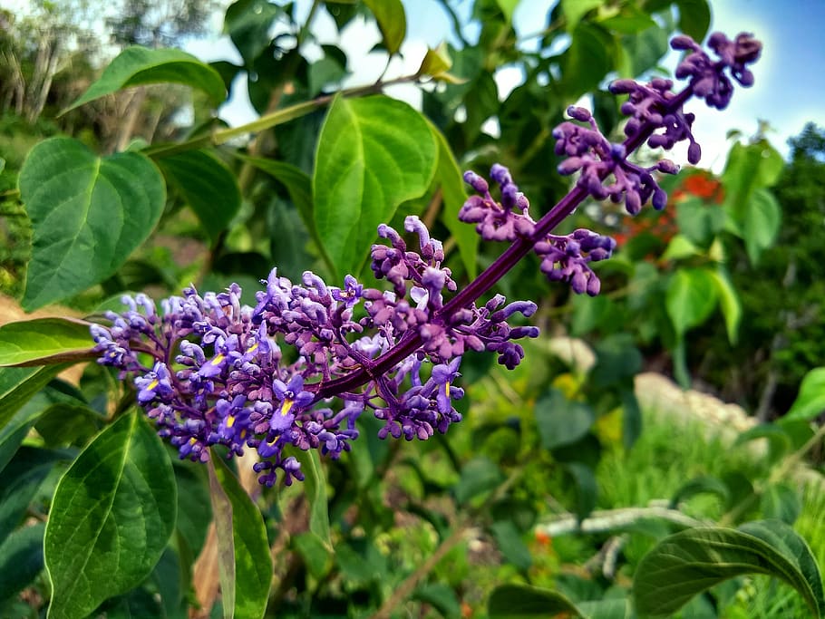 flower, green, blue, flowering plant, freshness, growth, fragility HD wallpaper