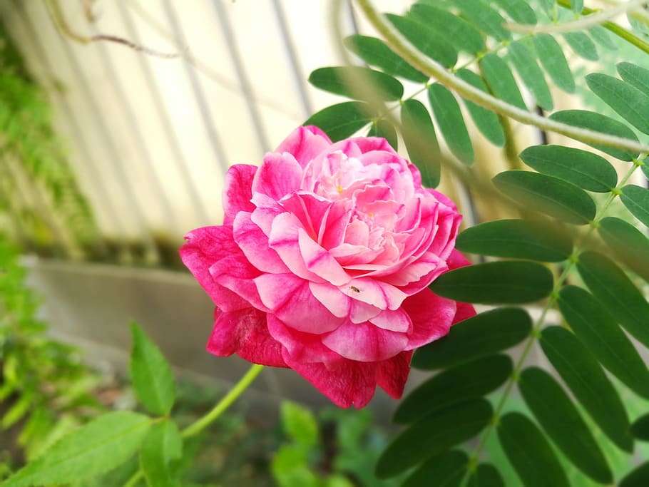 rose, pretty, pink, plant, freshness, beauty in nature, petal HD wallpaper