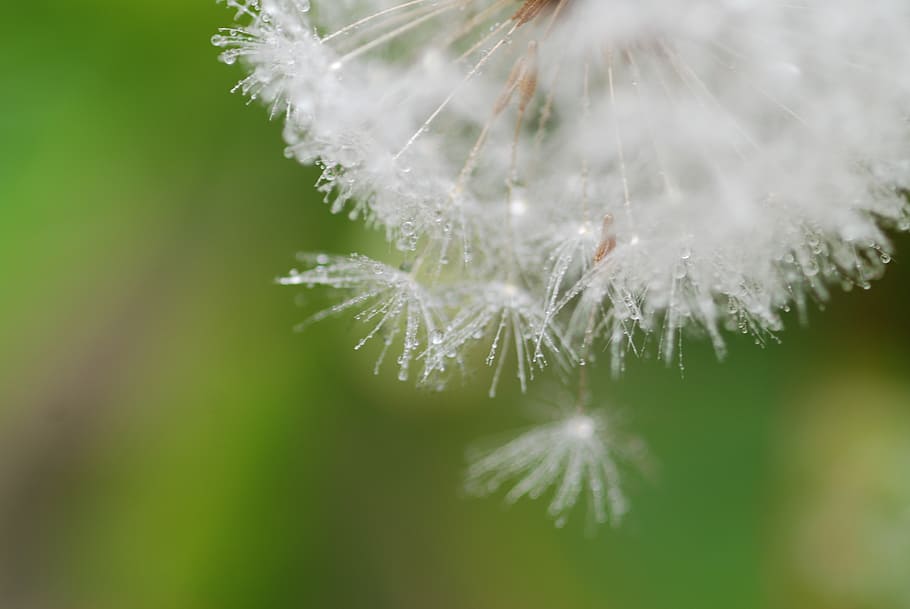 dandelion, fluff, spring, green, white, natural, drop of water HD wallpaper