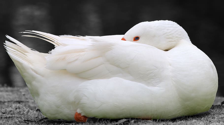 Goose, Spring, Animal, Bird, Wild, wildlife, wing, avian, feather HD wallpaper