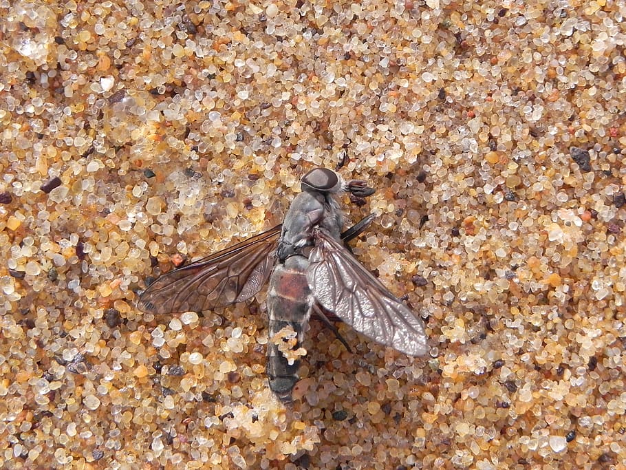 fly, dead, sand, insect, death, macro, animal, pest, bug, small HD wallpaper