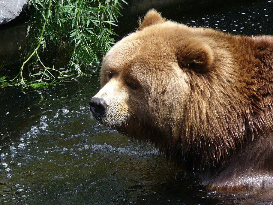 bear, head, brown, water, brown bear, animal themes, one animal HD wallpaper