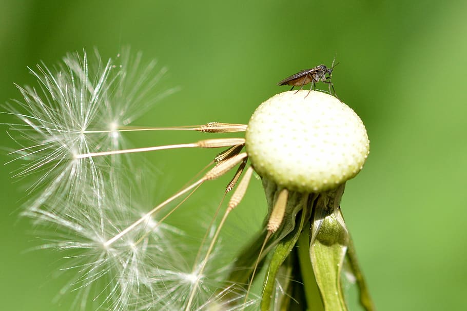 dandelion, insect, close, macro, plant, flora, pointed flower HD wallpaper