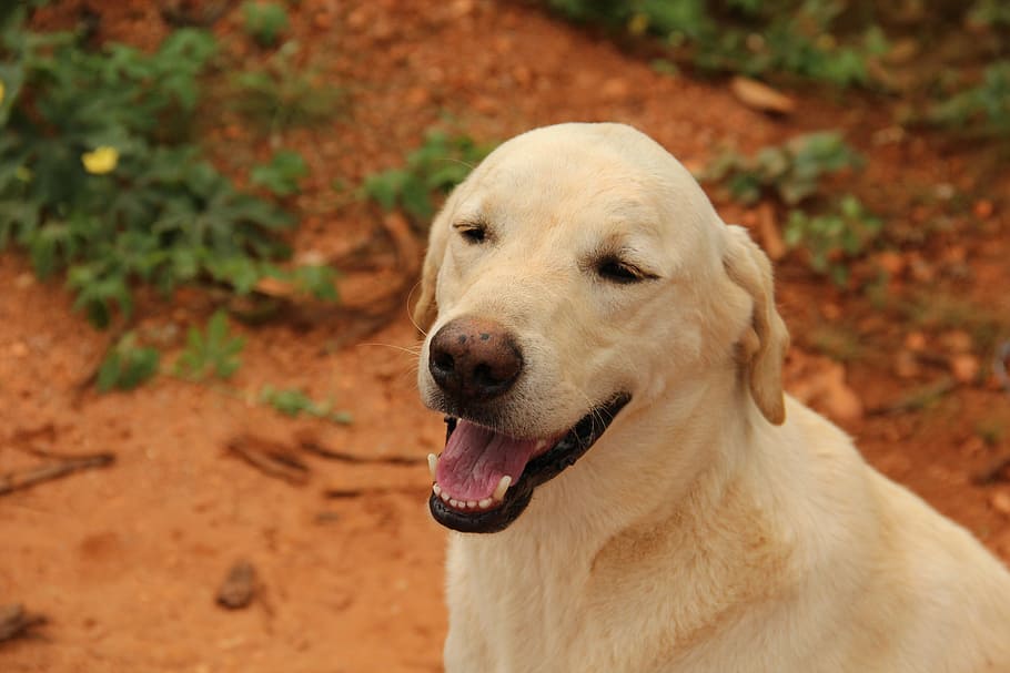 labrador, canine, pet, one animal, dog, animal themes, mammal HD wallpaper