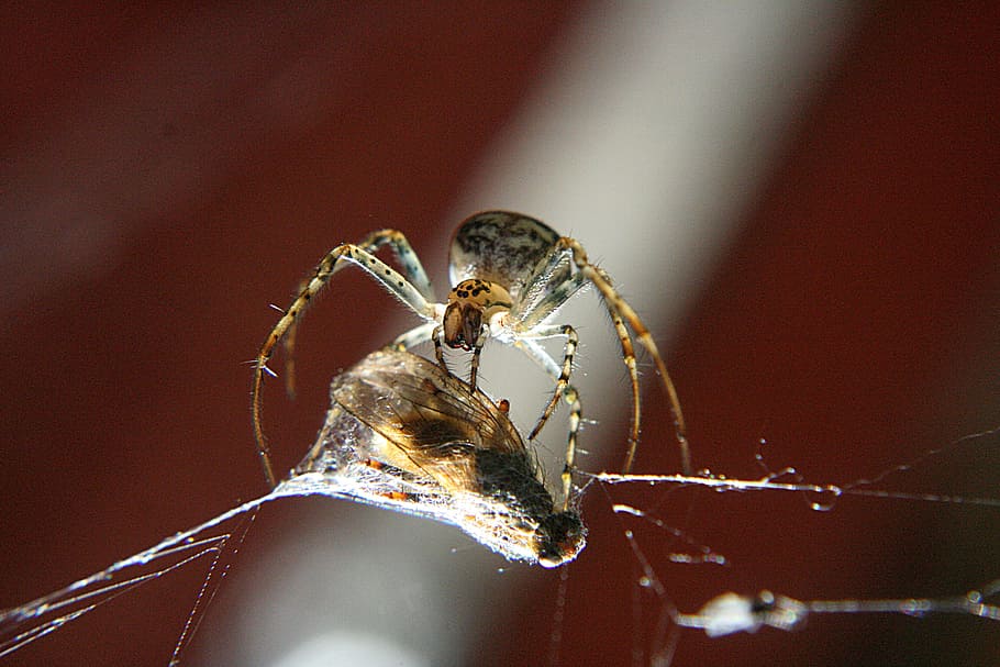 spider, nature, insects, macro, wildlife, bug, arachnid, animal themes HD wallpaper
