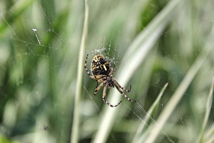 nature, summer, spiders, animal wildlife, arachnid, invertebrate HD wallpaper