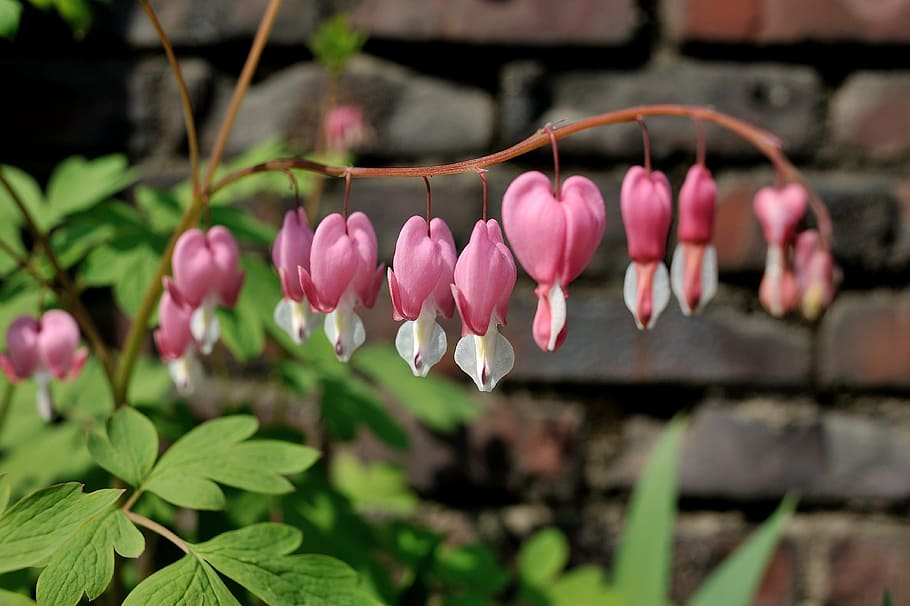 flowers, may, spring, wall, pink, plant, pink color, freshness HD wallpaper