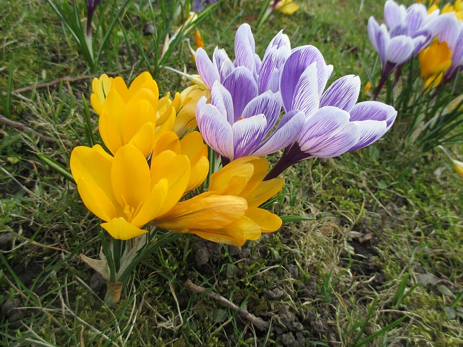 crocus, flowers, plant, spring, bloom, nature, yellow, purple HD wallpaper
