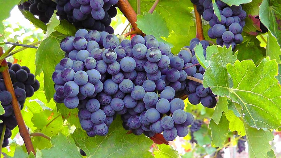 bundle of grapes, fruit, blue grapes, fruits, vine, wine, cultivation, HD wallpaper