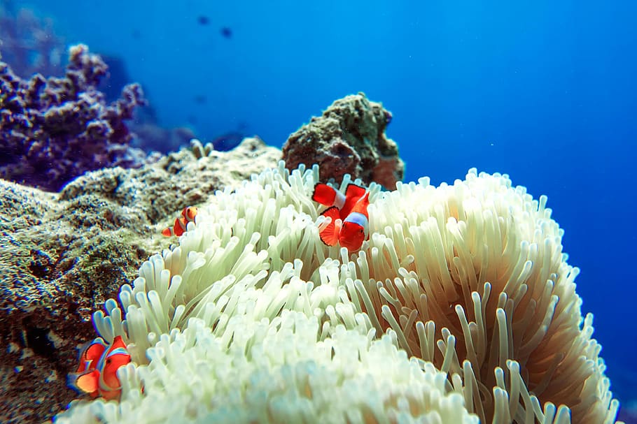 clownfish underwater, sea anemone, widi islands, halmahera, indonesia, HD wallpaper
